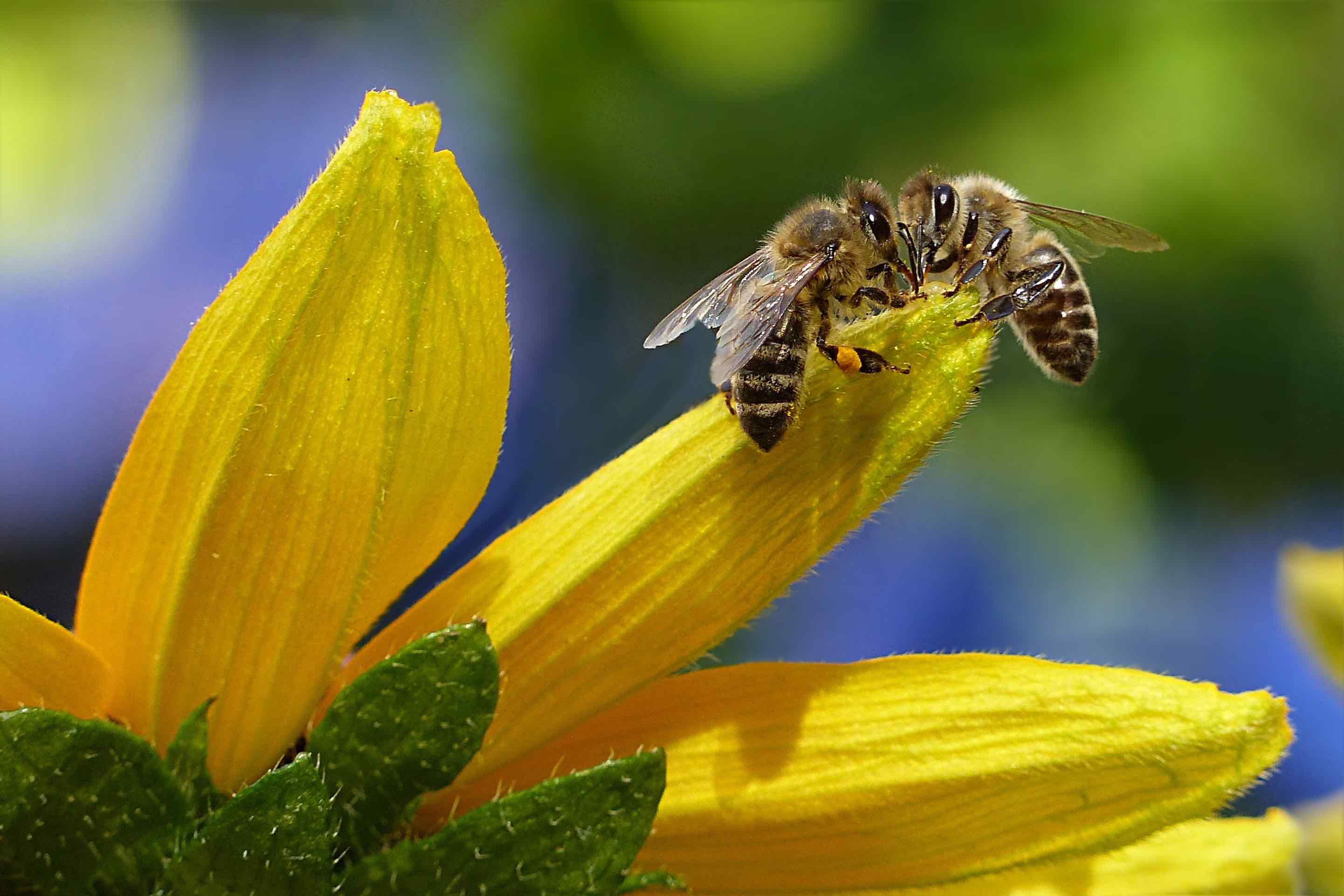 bees happy headlines