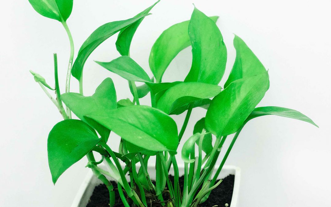 Super Houseplants that Help Keep You Healthy