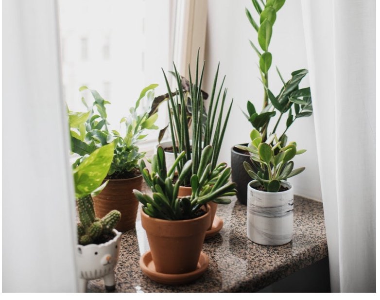 How do I know if my houseplants are getting enough light?