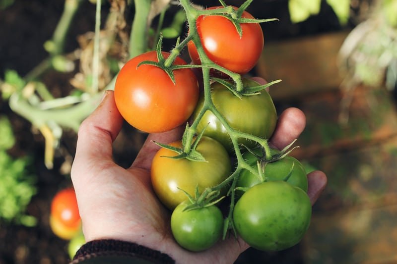 Tomatoes are great vegetables to grow in containers on your patio or balcony