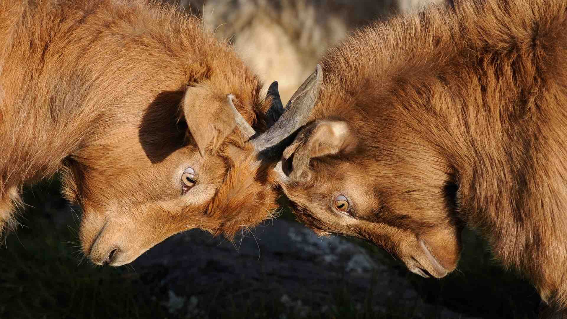 4 Ways to Communicate Even During a Fight pic