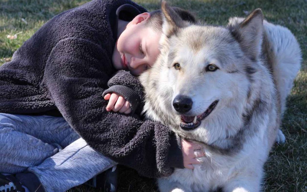 Alaskan Wolves Capture Hearts at Shadowland Foundation