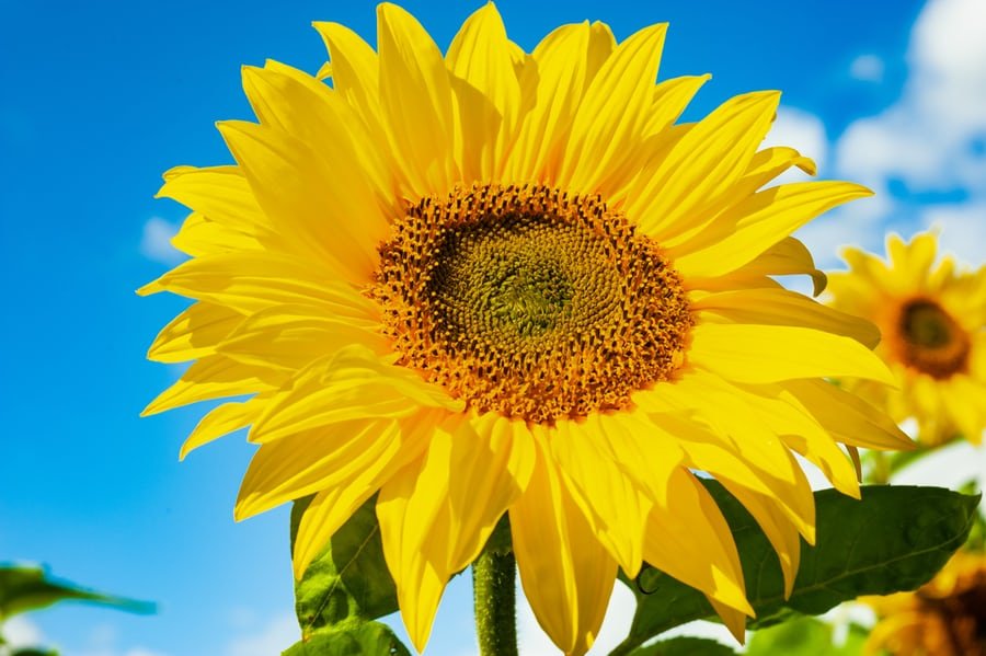Happy Headlines: Growing Happiness Farmer Plants 2 Million Sunflowers