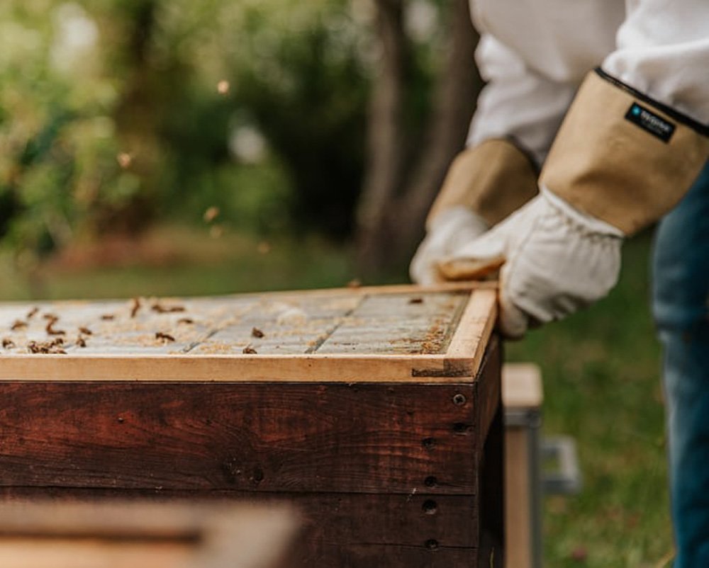 Homesteading-Beekeeping Beekeeping is just one of the many ways homesteading can become a profitable lifestyle choice.