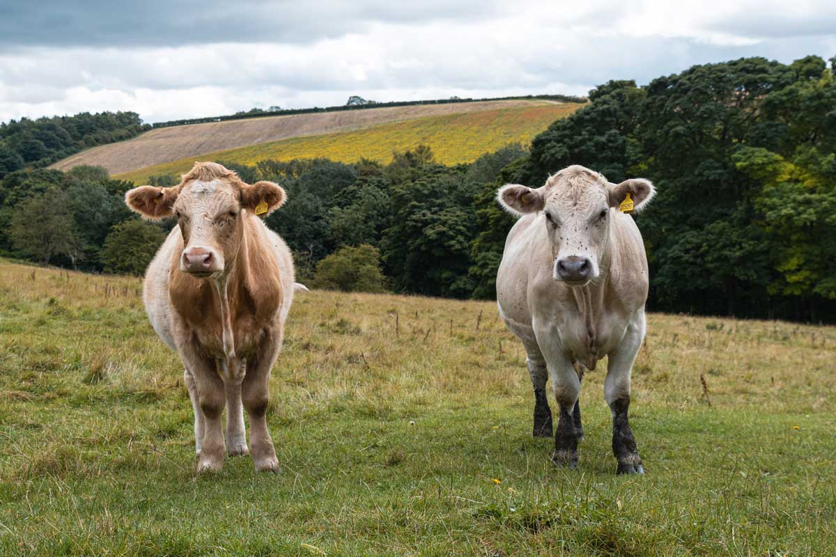 The homesteading life will teach you everything from what a heritage breed is, to the best type of fencing used to enclose them.