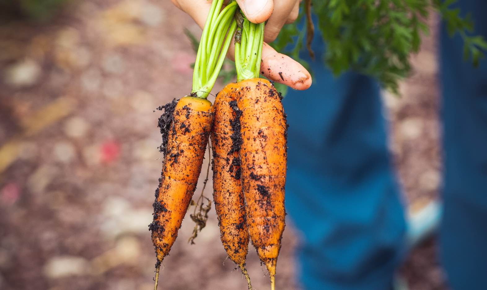 Winter vegetables