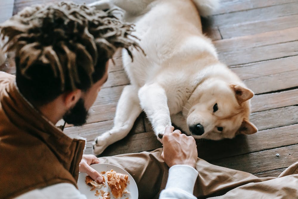 Your dog may have a preferred paw. Happy Headlines: Dog Gone Good News