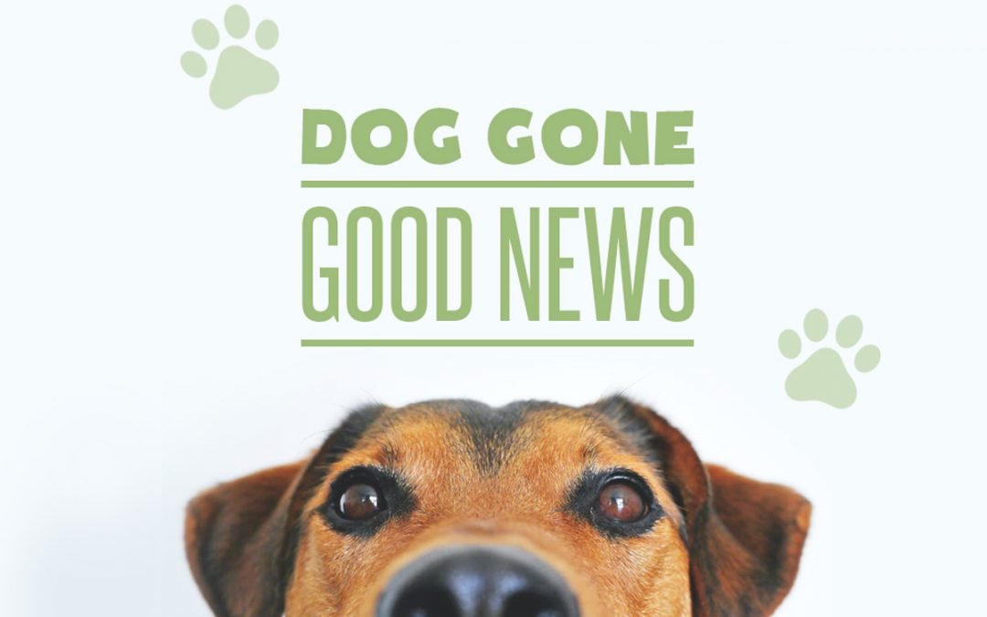 Happy Headlines: Dog Gone Good News!