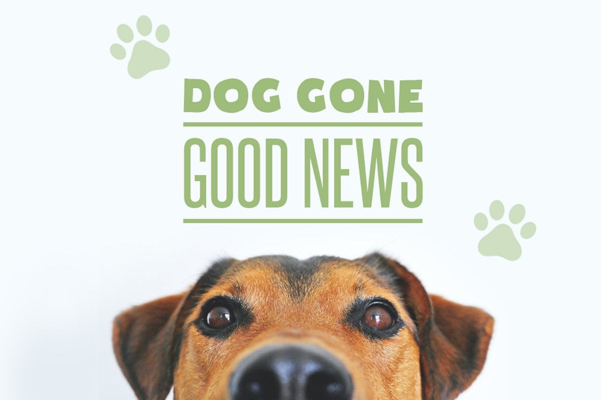 Happy Headlines: Dog Gone Good News!