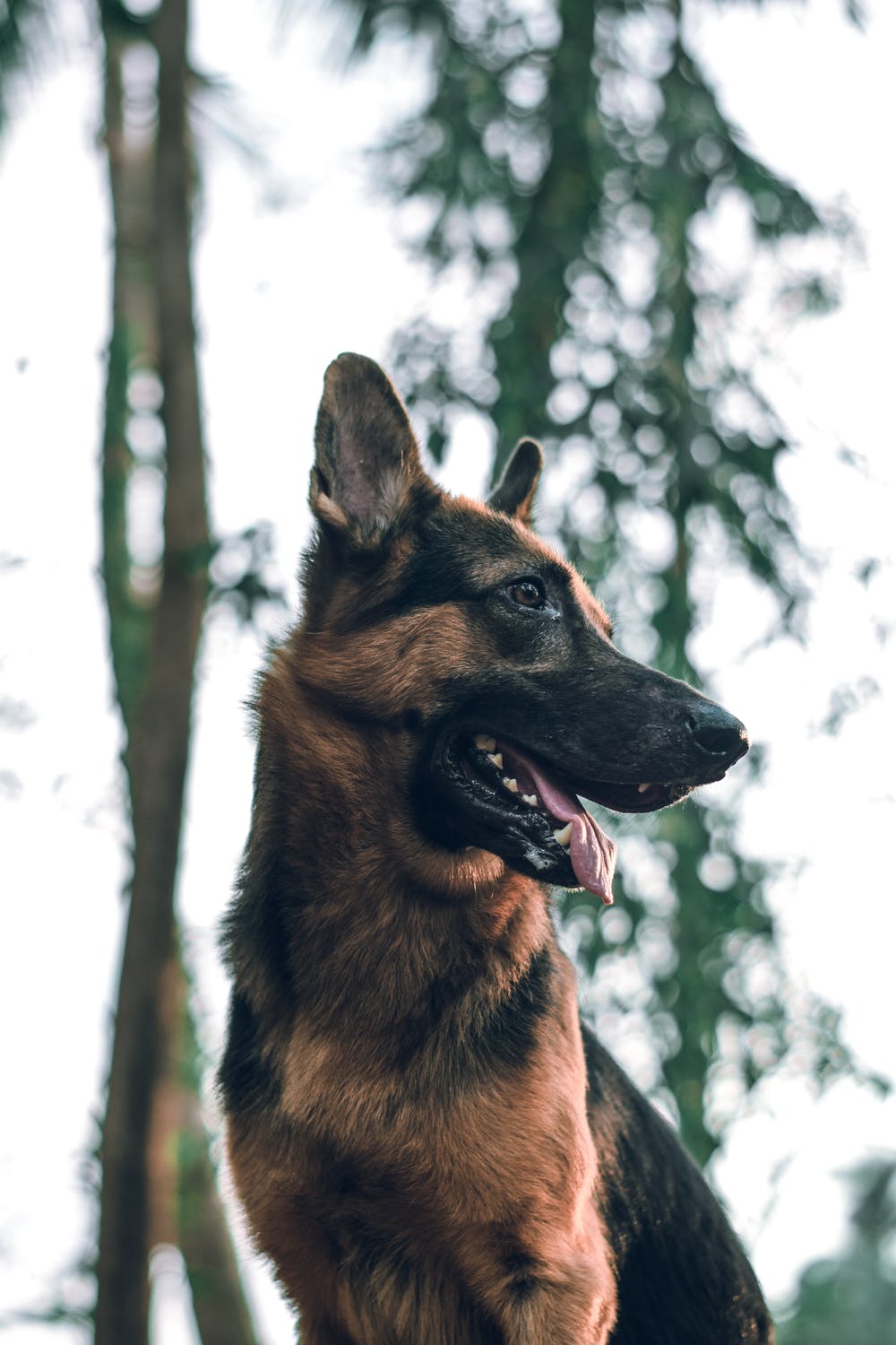 Dog Gone Good News! German Shepherd Guide Dog