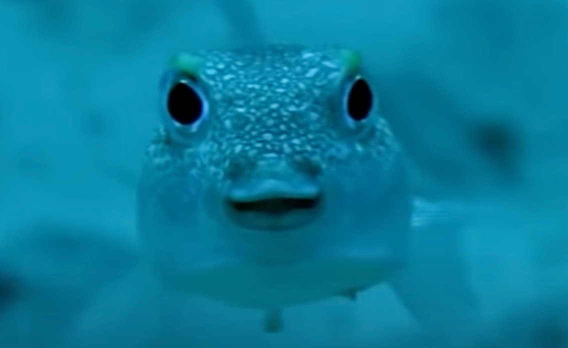 The Japanese Puffer Fish Artist of the Month insidewink