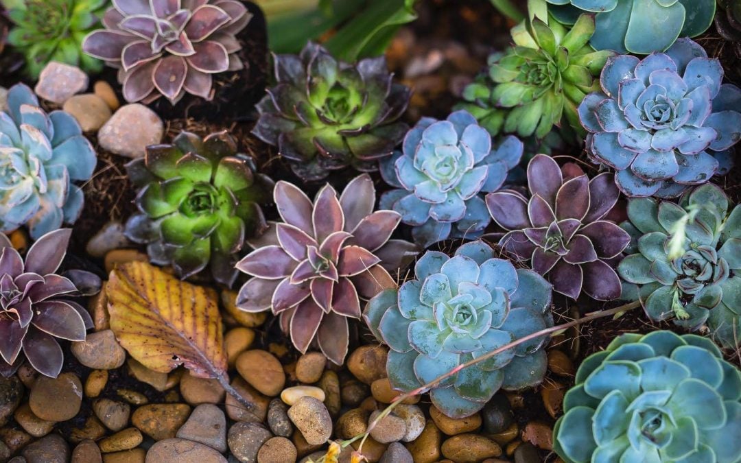 How to Love Your Succulents
