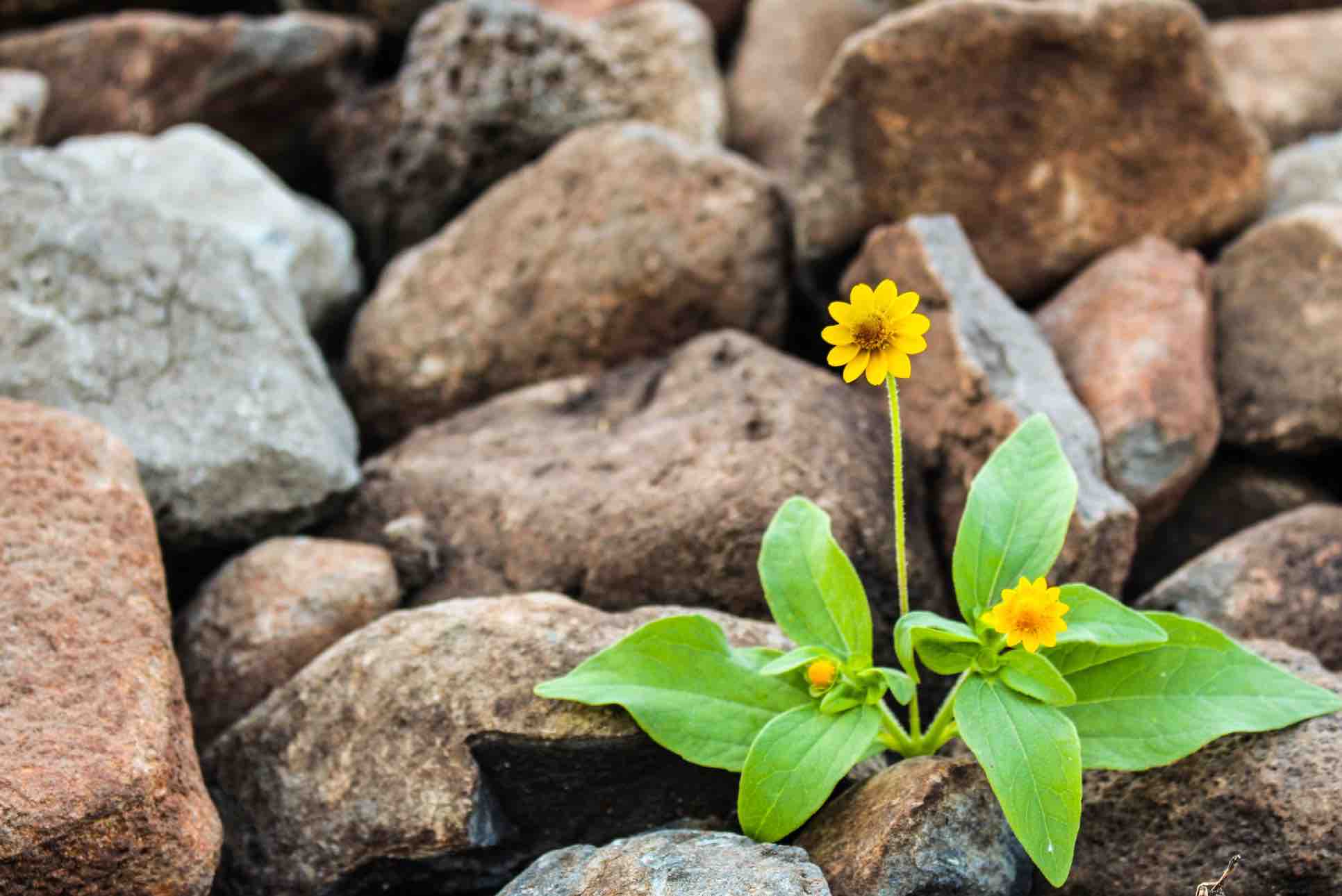 The Beauty of Nature: Positive Effects on Your Mind, Body & Soul