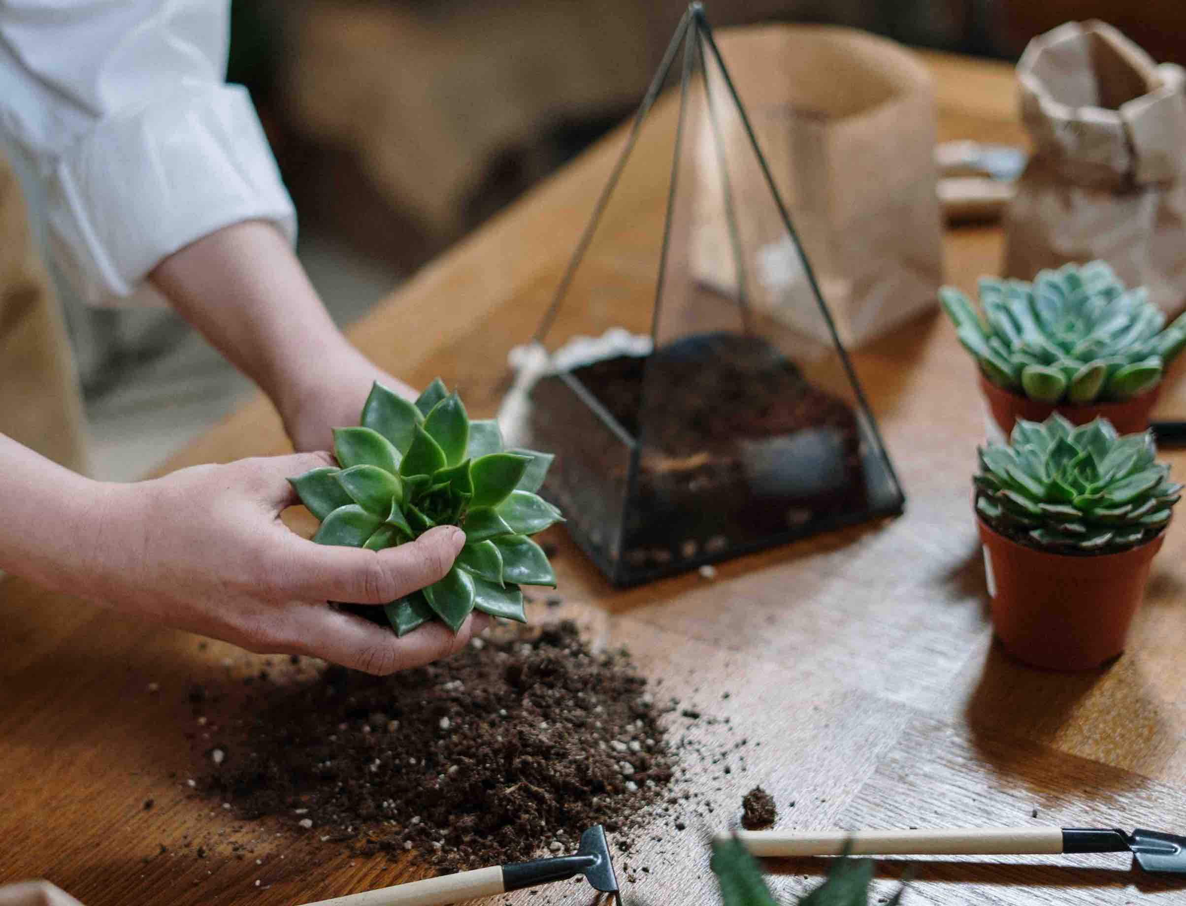 Planting Succulents peter Martin