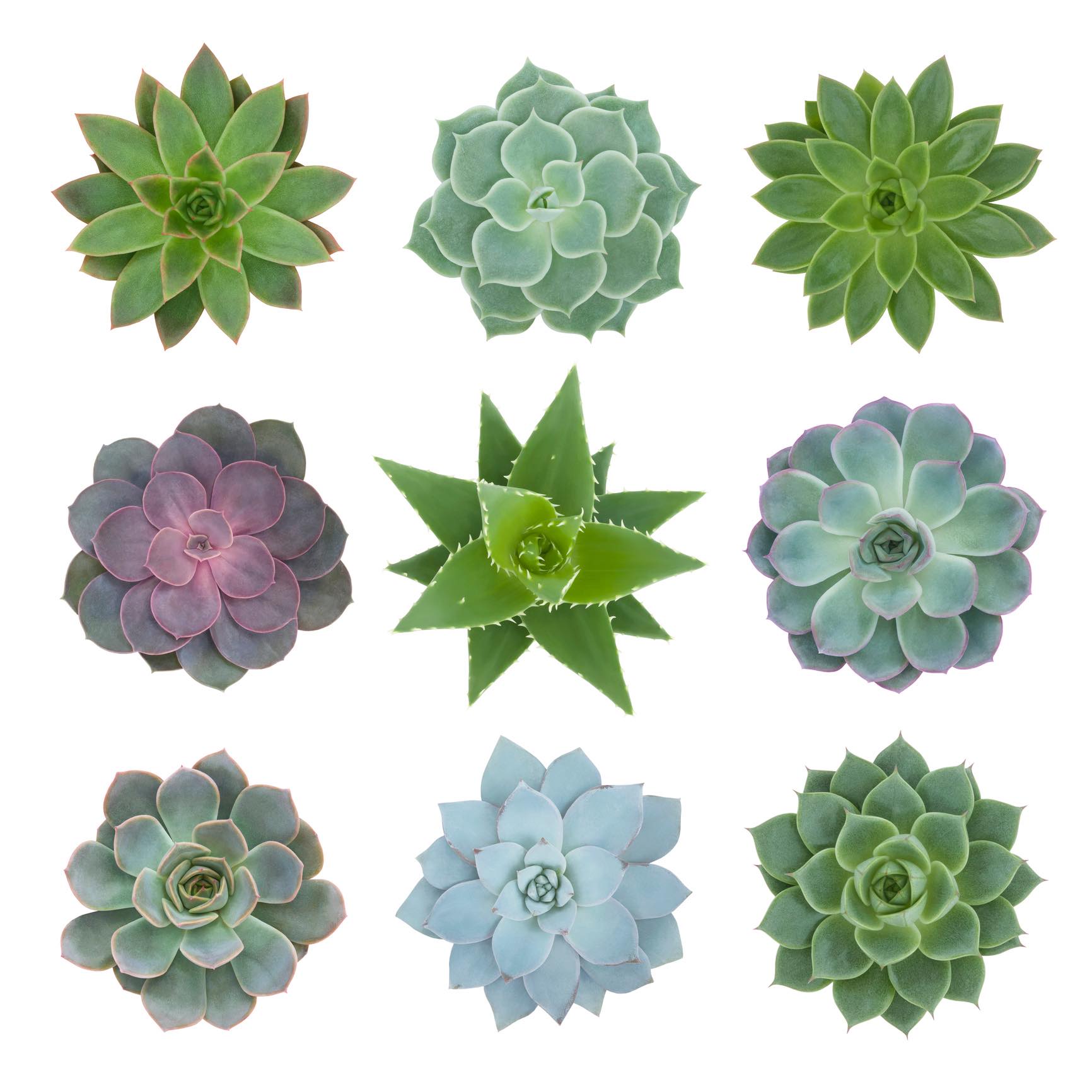 Succulents to the rescue Succulents Peter Martin