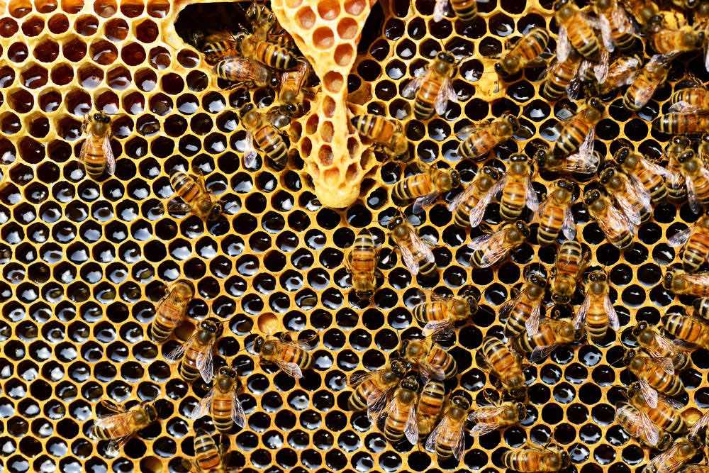 Bees Honeycomb Happy Headlines