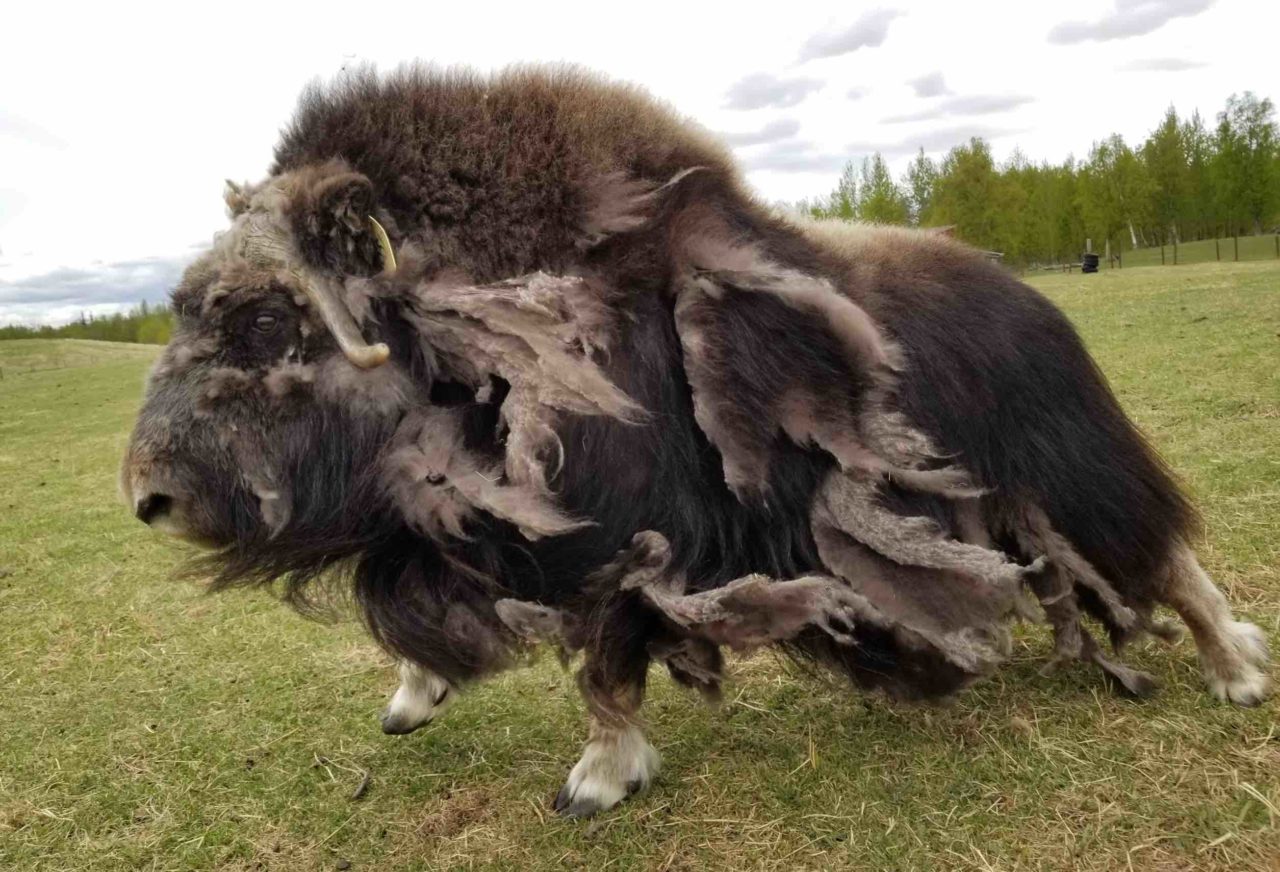 musk ox toy figure