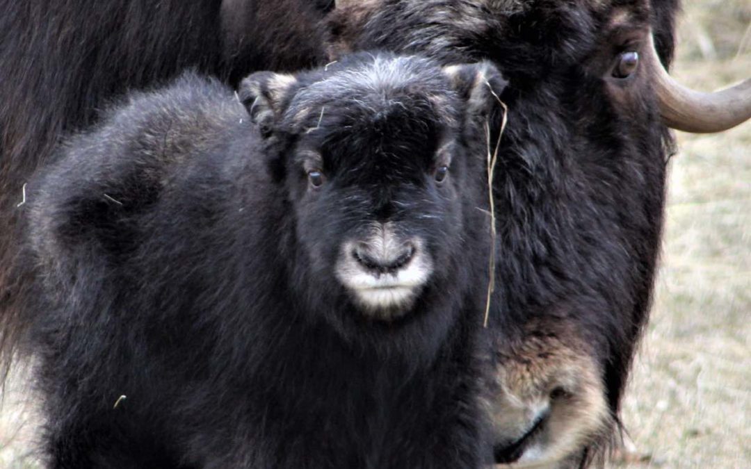 For the Love of Musk Ox