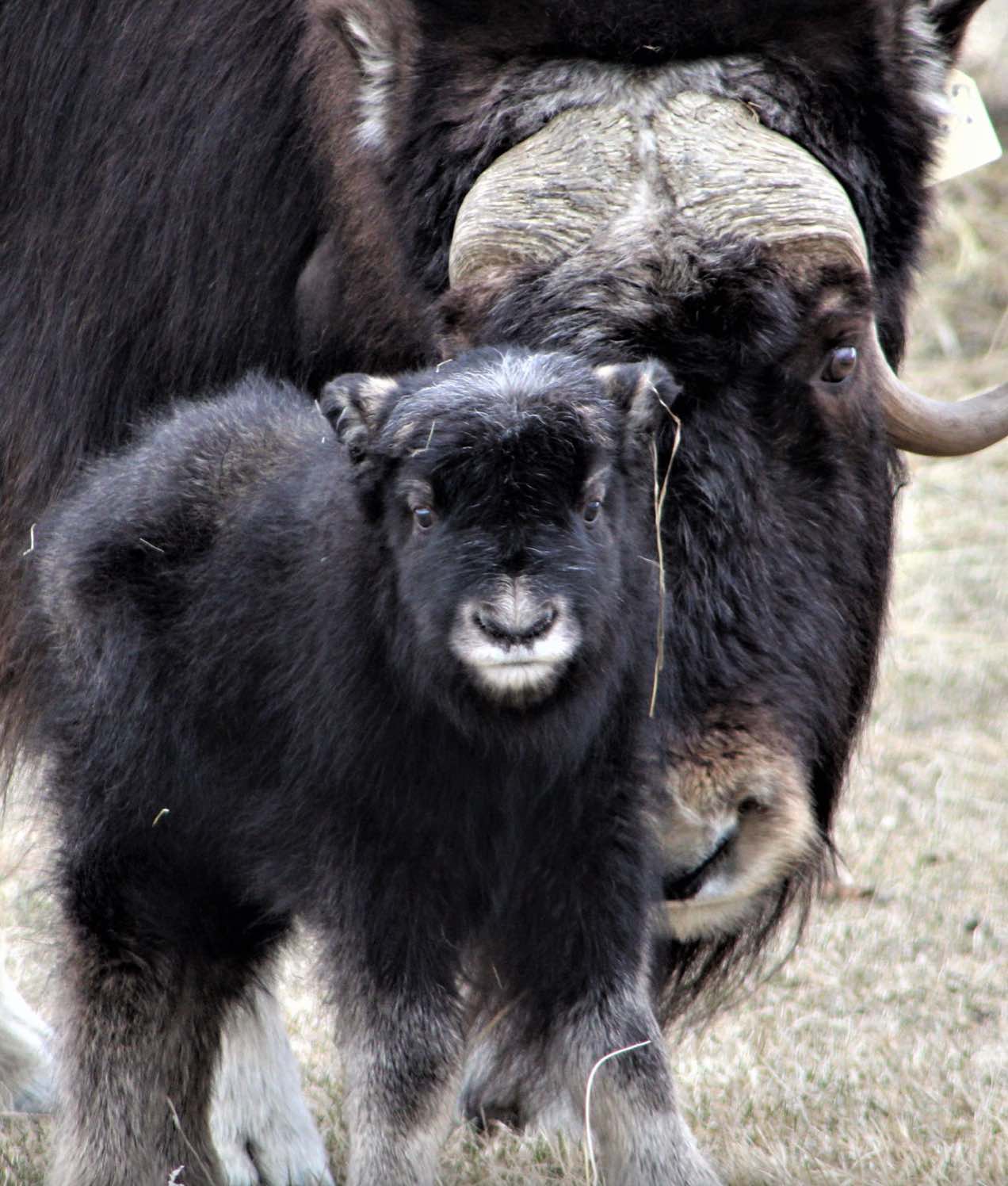 Musk ox sweater hotsell