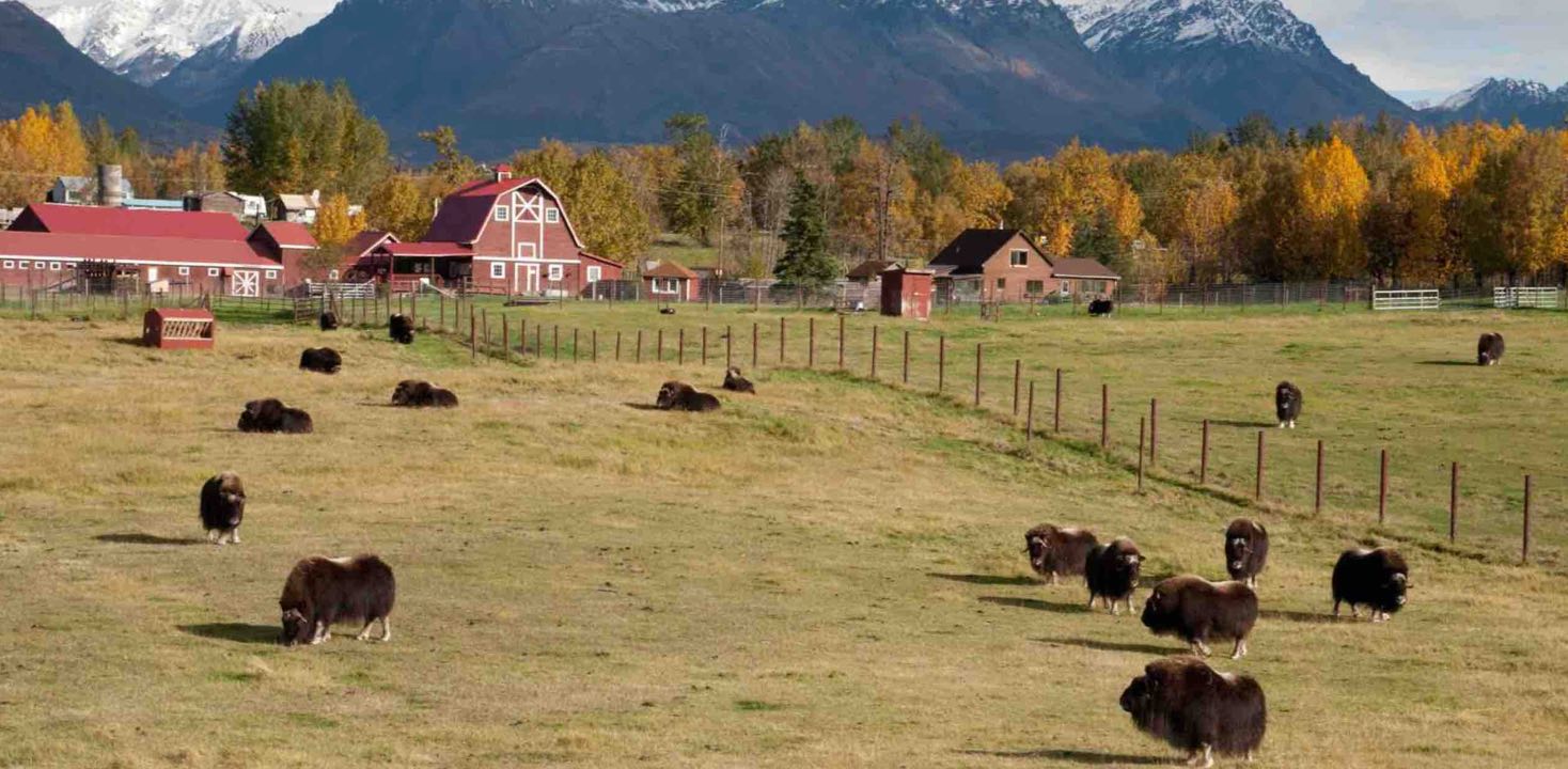 Carousel Ranch, Where Therapy is Disguised as Fun