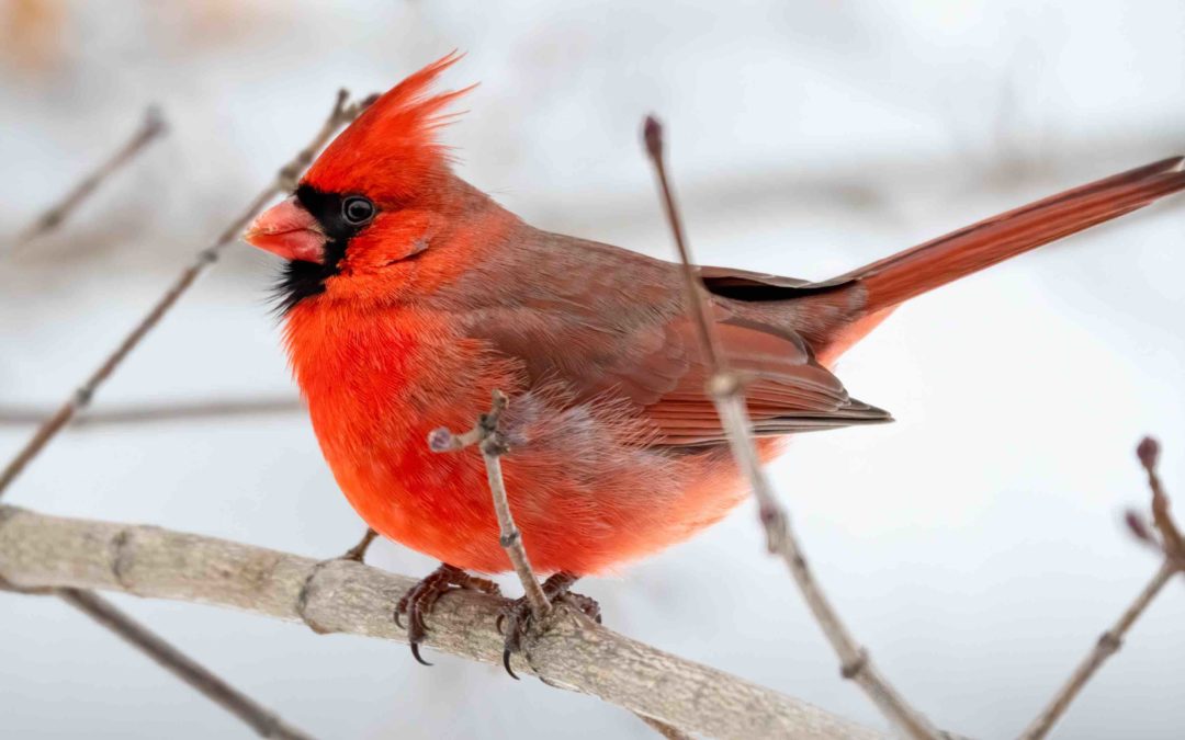 How A Bird and A Nest Reminded Me Of Life Lessons