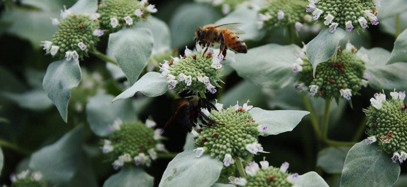 Bee on Flower