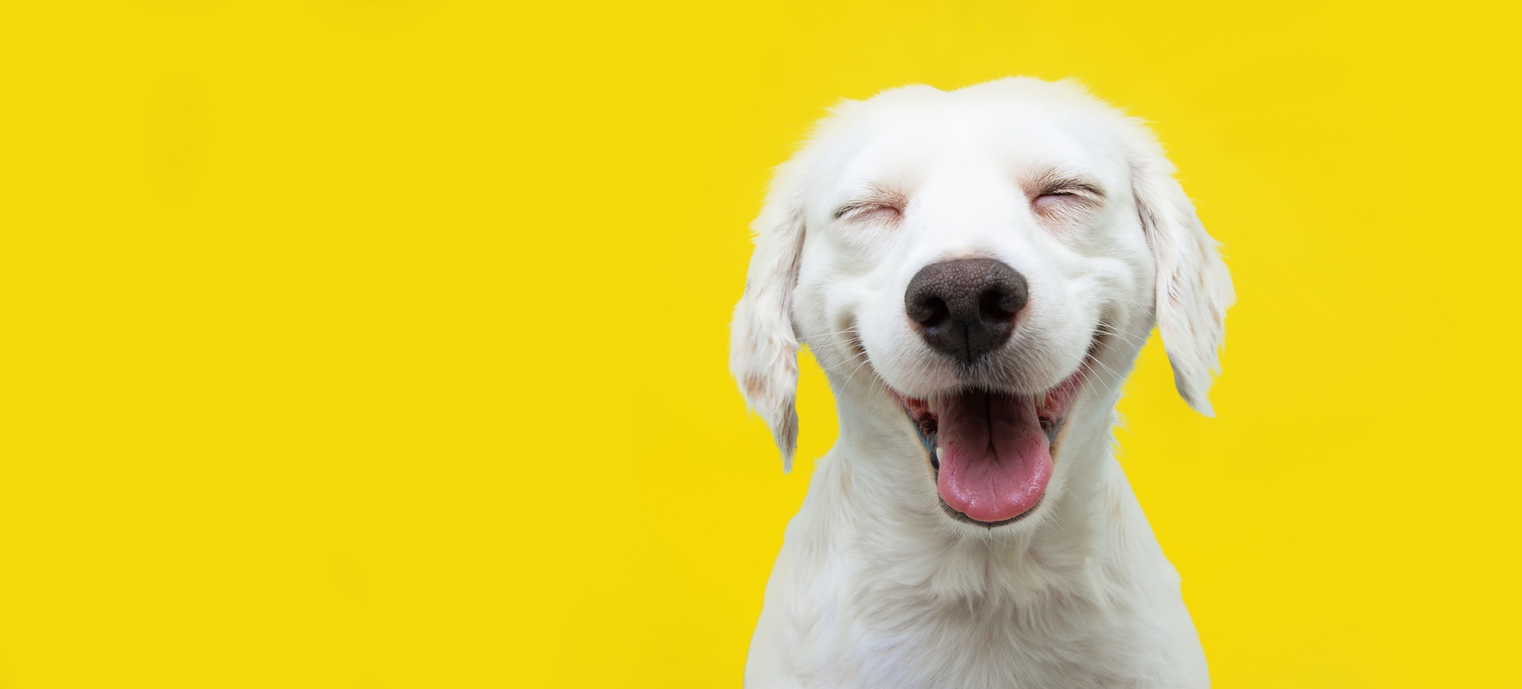 Happy puppy dog smiling on isolated yellow background. How Dogs Save Lives