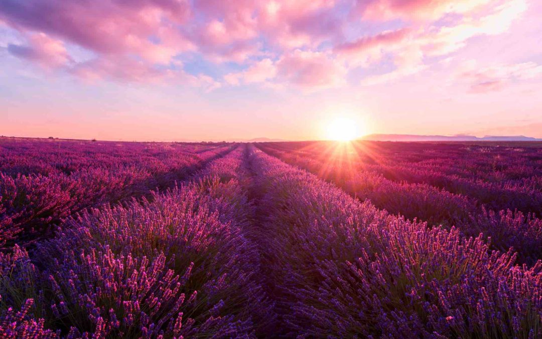 Our Long, Long Love Affair with Lavender