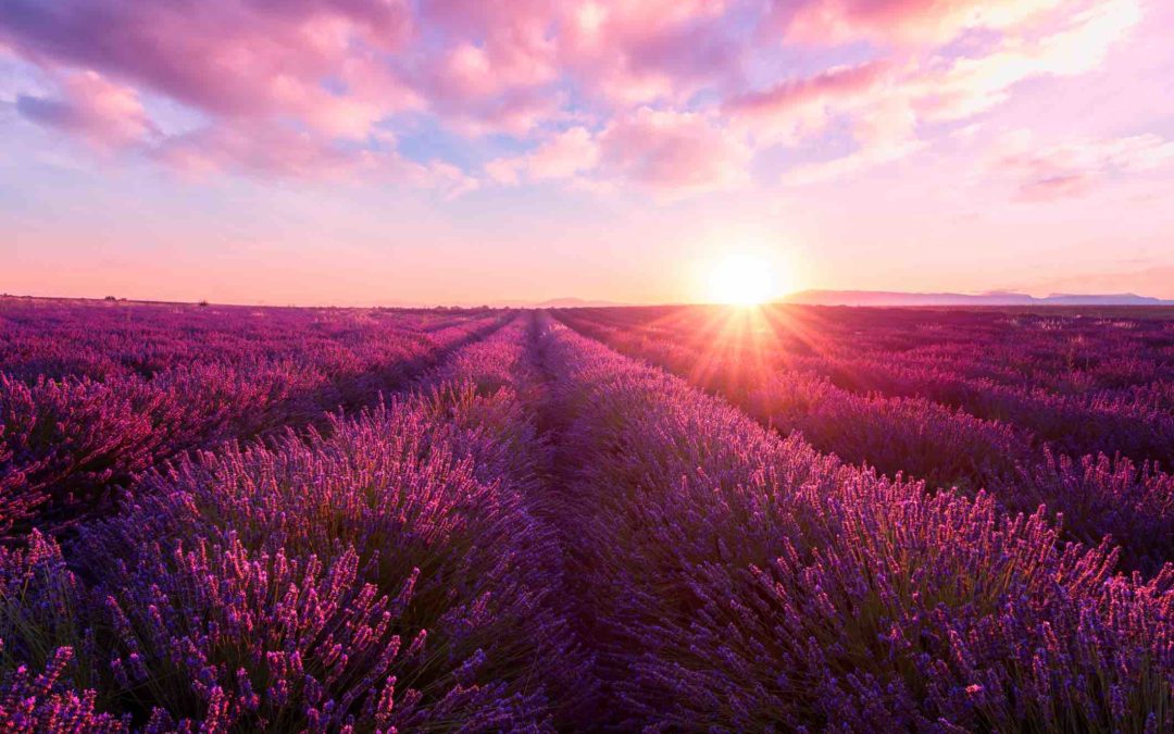 Our Long, Long Love Affair with Lavender