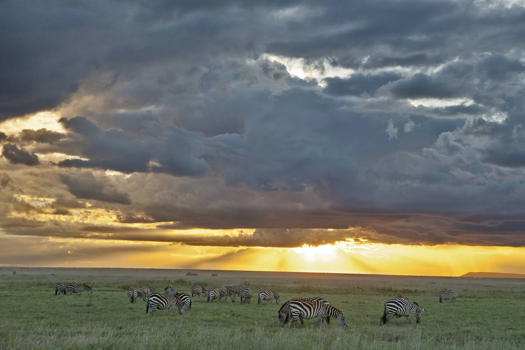 2 Serengeti_credit Michael Nichols_NG_04_MM7947_1777810 copy 2 February is the month for Carousel Wishes & Valentine Kisses. Be generous by keeping our kids close to your heart.