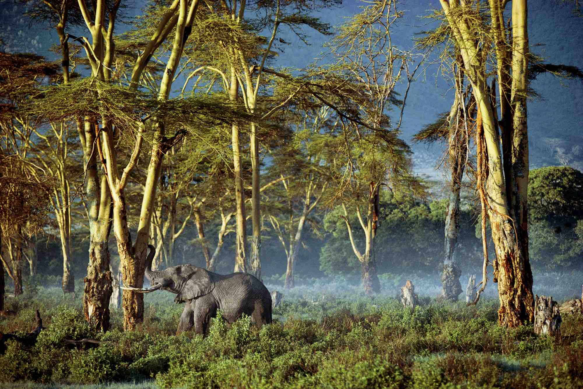 An African elephant strips bark from a tree in an exploited forest. February is the month for Carousel Wishes & Valentine Kisses. Be generous by keeping our kids close to your heart.