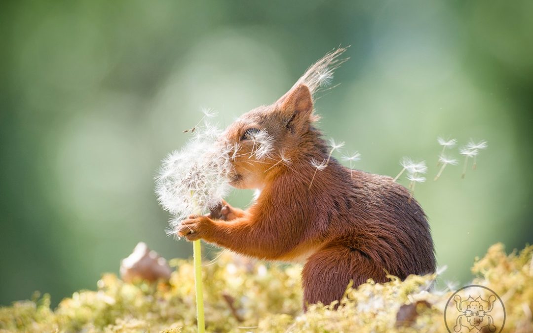 Geert Weggen: Photographing Red Squirrels