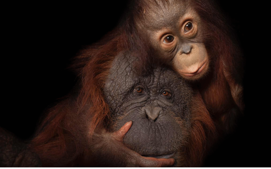 The Impact of The National Geographic Society