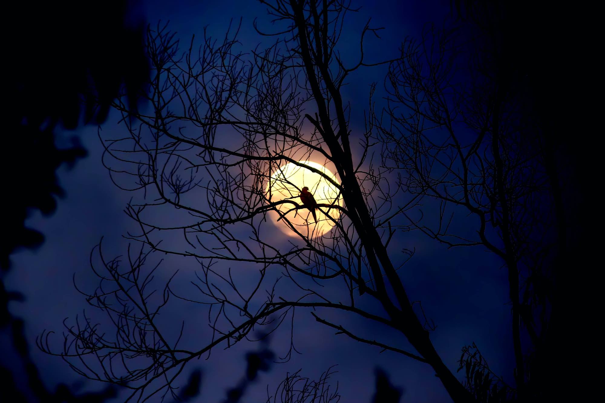 mimosa moonlight intentions